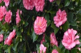 四季茶花掉葉子如何補(bǔ)救，是比較好養(yǎng)活的花卉