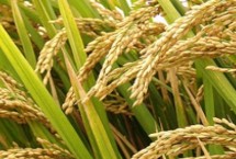 花優(yōu)706水稻栽培技術(shù)要點(diǎn)，綜合防治病蟲害