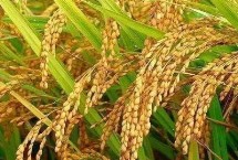 云航秈3號(hào)水稻栽培技術(shù)要點(diǎn)，中抗紋枯病