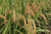 Q香優(yōu)266水稻栽培技術(shù)要點(diǎn)，3月下旬至4月中旬播種