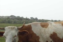 肉牛每天吃多少精料，干草、玉米秸稈和谷草都可以