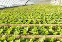 蔬菜苗期病害的癥狀，可采用人工控溫育苗和注意保暖等