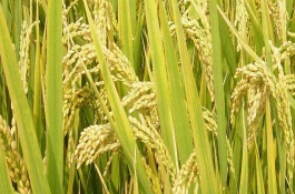 徽兩優(yōu)996水稻栽培技術(shù)要點(diǎn)，全生育期平均132.4天