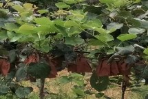 獼猴桃?guī)自鲁墒?，不同階段的管理要點(diǎn)不同