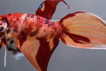 飼養(yǎng)斗魚是否要對(duì)水質(zhì)加溫，動(dòng)物性、植物性和合成飼料都吃