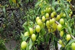 李子樹(shù)開(kāi)花不坐果是什么原因，可噴施尿素+硼砂+磷酸二氫鉀溶液