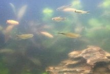 魚缸換水后變渾濁如何處理，需重新培養(yǎng)硝化細菌