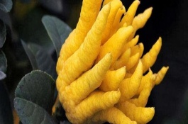 佛手怎么進行盆栽種植，畝產(chǎn)可達(dá)3000-6000斤