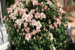 球菊一年四季開花嗎，生長過程中需要足夠的光照