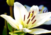 百合花的產(chǎn)地分布，可為蜜蜂提供花蜜和花粉