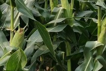 農(nóng)泰玉219玉米栽培技術要點，中抗穗腐病