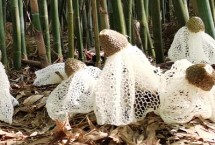 竹蓀和羊肚菌的區(qū)別，科屬、外觀和生長(zhǎng)環(huán)境均不同