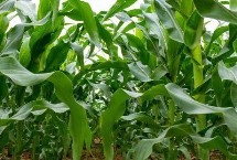 沃科華德3號玉米栽培技術要點，適宜播期4月下旬到5月上旬