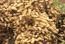 常見的花生品種，遼寧和山東等地為主產(chǎn)區(qū)