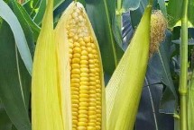 金隴558玉米栽培技術(shù)要點，大喇叭口期注意防治玉米螟