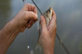 臺(tái)釣鯽魚子線要多長(zhǎng)，根據(jù)魚情、季節(jié)、釣法等決定