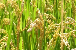 漢兩優(yōu)1號水稻栽培技術(shù)要點(diǎn)，全生育期125.3天