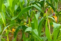玉米葉卷起來是什么原因，缺水、水澇、缺鋅、缺硫等都會導致