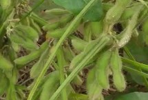 東農(nóng)豆356大豆栽培技術(shù)要點，適時防治大豆食心蟲