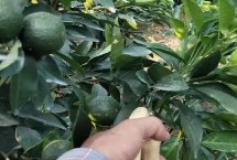 怎么正確地放梢，會導(dǎo)致果實長不大甚至引起落果
