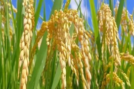 川江優(yōu)2號水稻栽培技術(shù)要點，全生育期為152.5天