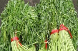 藜蒿大棚怎么種植，保存期大概在3-7天