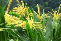聚隆177玉米栽培技術(shù)要點，適宜播種期3月底至5月底