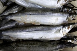 帶魚的生活習(xí)性，在我國沿海地區(qū)均有分布