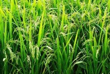花育1號(hào)水稻栽培技術(shù)要點(diǎn)，香稻品種