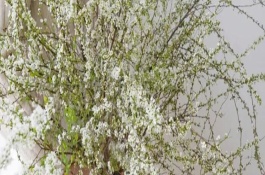 干枝雪柳的養(yǎng)護(hù)方式，在生長(zhǎng)期間需經(jīng)常用噴壺往葉面噴水
