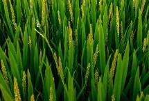鋼兩優(yōu)2729水稻栽培技術(shù)要點(diǎn)，5月上中旬播種