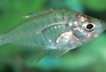 玻璃拉拉魚一天喂幾次，喜歡吃水蚤、紅蟲、蚯蚓等活餌