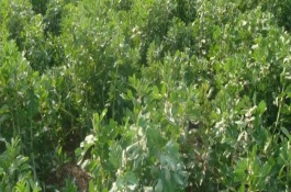 蠶豆的種植方法，炎熱夏季需增加澆水頻率