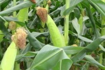 興輝667玉米栽培技術(shù)要點(diǎn)，新疆畝種植密度6000株