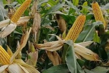 ZL217玉米栽培技術(shù)要點(diǎn)，密度4200株/畝左右