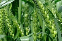 荃興168小麥栽培技術要點，為中筋品種