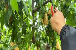 油桃樹什么時候嫁接，生長發(fā)育的前期以造型修剪為主