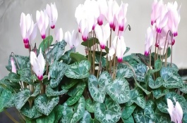 仙客來冬季花期幾天澆水一次，將其轉(zhuǎn)移到室內(nèi)進(jìn)行養(yǎng)護(hù)為佳