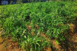 哪里產(chǎn)出的黃精最好，根莖呈圓柱狀、花朵與雨傘相似
