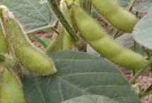 吉育209大豆栽培技術要點，一般4月下旬至5月上旬播種