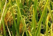 玉黃占水稻栽培技術(shù)要點(diǎn)，綜合防治病蟲害