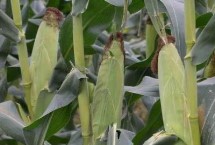 松玉602玉米栽培技術(shù)要點(diǎn)，中抗穗腐病
