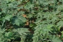 種植一畝蓖麻的純收入，一般為2000-5000元左右