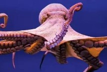 代表物種，不是魚類而是一種軟體動物