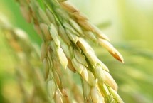 晶兩優(yōu)華占水稻栽培技術(shù)要點(diǎn)，感溫秈型兩系雜交水稻品種