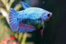 斗魚(yú)吃什么，成年魚(yú)喂到7-8成飽即可