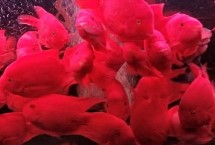 鸚鵡魚被咬傷使用什么藥物比較好，水溫應(yīng)控制在26℃-27℃