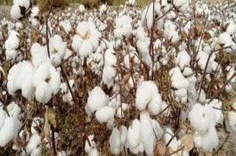新陸中82號棉花栽培技術(shù)要點，地膜播種