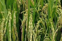 德優(yōu)華珍水稻栽培技術(shù)要點，全生育期162.3天