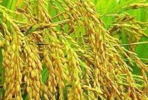 正稻1號水稻栽培技術(shù)要點，采用直播的適當加大密度